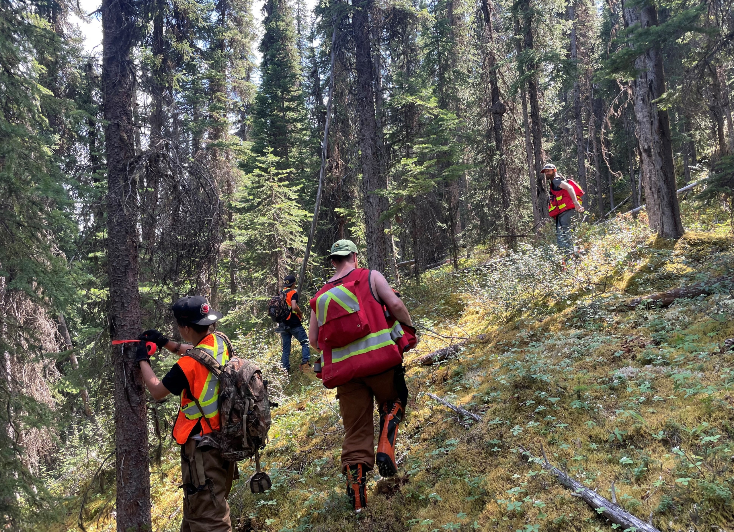 people in high vis vest surveying trees